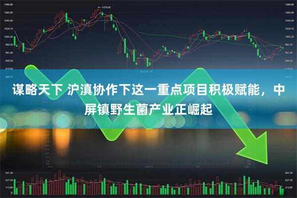 谋略天下 沪滇协作下这一重点项目积极赋能，中屏镇野生菌产业正崛起