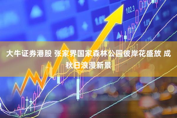 大牛证券港股 张家界国家森林公园彼岸花盛放 成秋日浪漫新景