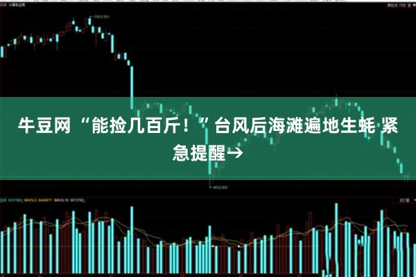 牛豆网 “能捡几百斤！”台风后海滩遍地生蚝 紧急提醒→